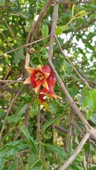 Pomegranate flower stock photo 