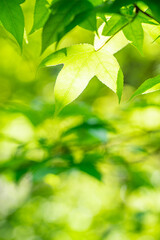 Fototapeta na wymiar Spring green maple leaves background