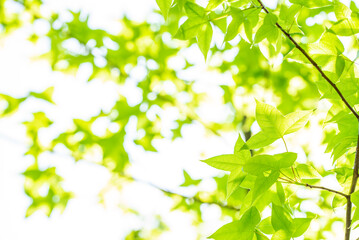 Obraz na płótnie Canvas Spring green maple leaves background