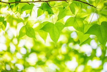 Fototapeta na wymiar Spring green maple leaves background