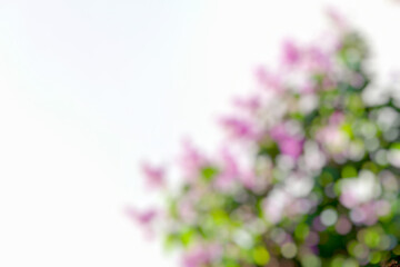 Blurred pink bouquet on tree and beautiful bokeh, flower background with copy space, abstract background