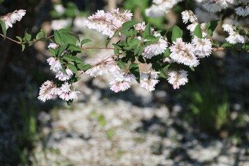 春から初夏にかけて咲く花。サラサウツギ。