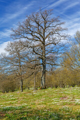 Spring landscape view at a meadow