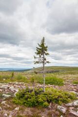 Old Tjikko a famous spruce tree in the swedish mountains