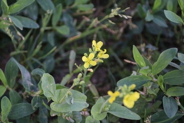 春から初夏にかけて咲く花。