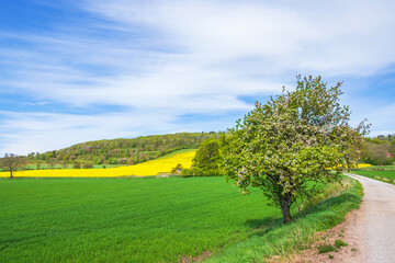 Flowering fruit tree by the roadside