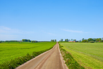 Fototapeta na wymiar Dirt road in a rural landscape in the summer