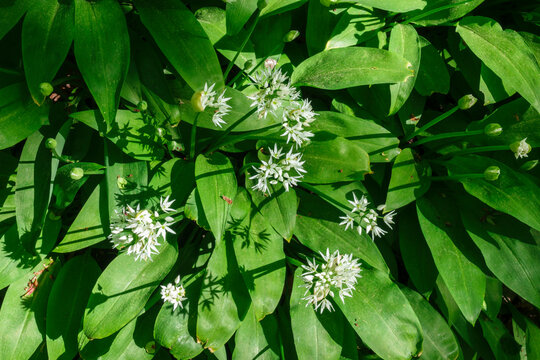 Wild Garlic Flowers From Above At A Meadow