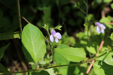 春から初夏にかけて咲く花。トキワハゼ。