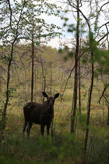 moose in the wild landscape in the forest