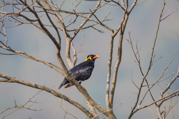Common Hill Myna on a tree. seen in a India.