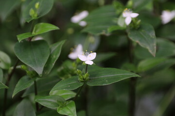 春から初夏にかけて咲く花。トキワツユクサ。