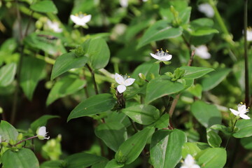 春から初夏にかけて咲く花。トキワツユクサ。