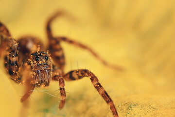 spider macro insect increase in detail