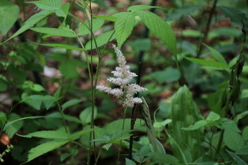 春から初夏にかけて咲く花。チダケサシ。