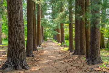 Path in a park strewn with pine cones and pine needles surrounded by trunks of old pine trees in...