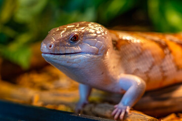 Head of lizard skink (family Scincidae) close-up. Skinks are popular pets with an unusual blue tongue