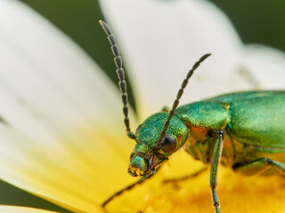 Metallic green beetle on a flower. Lagorina sericea      