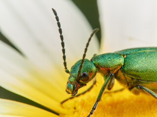 Metallic green beetle on a flower. Lagorina sericea      