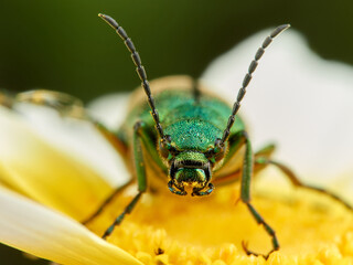 Metallic green beetle on a flower. Lagorina sericea      