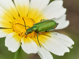 Metallic green beetle on a flower. Lagorina sericea      