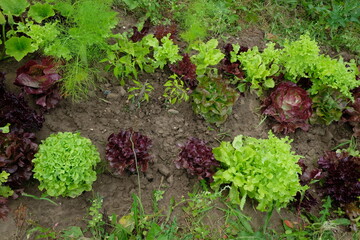 FU 2021-07-28 FeldLov 22 Im Beet wächst bunter Salat