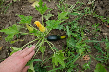 FU 2021-07-28 FeldLov 34 Im Beet wächst eine Zucchini
