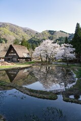 Hida, Japan - April 22, 2022 : Thatched roof or gassho-zukuri house and cherry blossoms in full bloom. 
