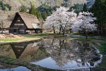 Fototapeta na wymiar Hida, Japan - April 22, 2022 : Thatched roof or gassho-zukuri house and cherry blossoms in full bloom. 