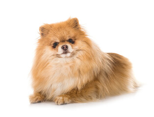 Obraz premium pomeranian in studio