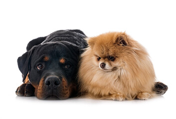 Obraz premium rottweiler and spitz in studio