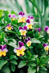 Purple, white and yellow tricolor pansies bloom on a flower bed in the garden. Selective focus. Natural background. Violet in the park.