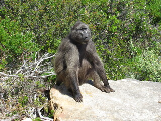 Obraz premium Cape of Good Hope