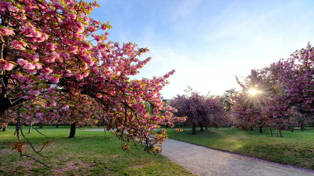 Sunrise and Japanese cherry blossom in the North grove of the Sceaux park.  Ile-De-France region
