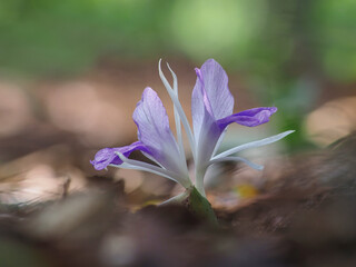 Flower of a Kaempferia Rotunda,