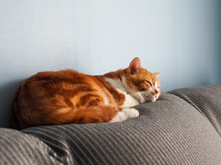 Orange cat sleeping comfortably. Feel safe to sleep. warm caring home