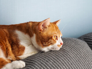 Orange cat sleeping comfortably. Feel safe to sleep. warm caring home