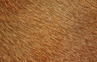 Full frame brown fur, brown deer fur for the background.