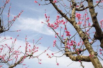 Peach trees bloom in spring