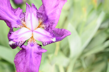 purple iris flower