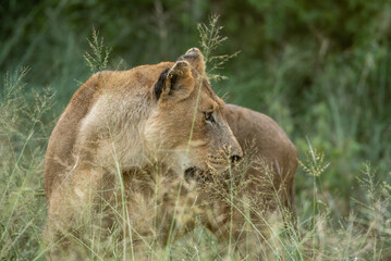 Lionne en savane