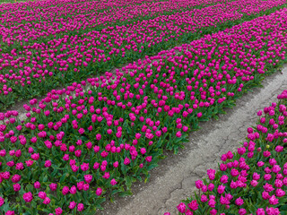 Rows of Purple tulips in Flevoland The Netherlands, Aerial view.