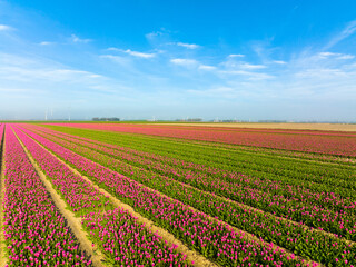 Pink Tulips field in The Netherlands, Aerial view