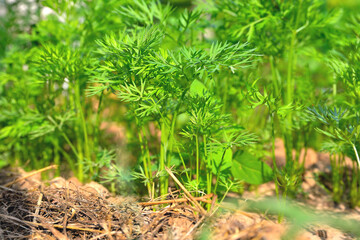 young carrots in sunlight, carrot bushes, carrot plantation, carrot shoots, sunlight, selective focus, close-up