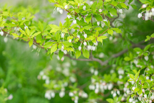 ドウダンツツジの花