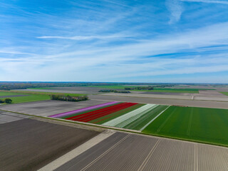 Rows of Tulips in Flevoland The Netherlands with wind turbines spinning in the horizon, Aerial view.