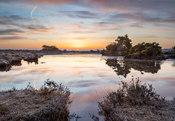 Spring sunrise over the New Forest, Hampshire, Uk with gorse bushes in yellow flower and a pond reflecting the early morning sky. Frost covers the heather in the fore and mid ground.