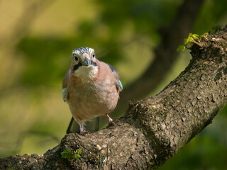 jay on a branch