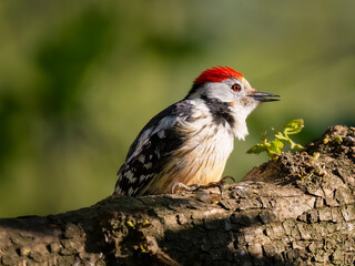 red headed woodpecker