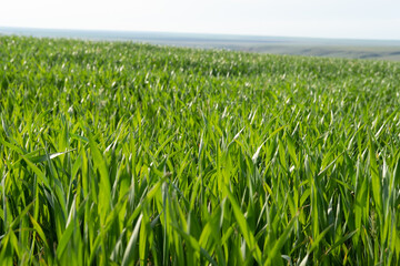 Obraz premium Young wheat plants growing on the soil, Amazingly beautiful endless fields of green wheat grass go far to the horizon.